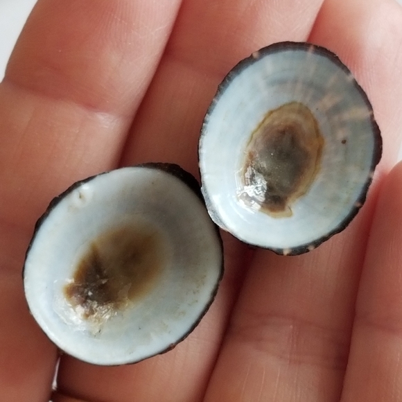 Vintage seashell screwback earrings sea shell silver tone ocean beach co… - Picture 3 of 10